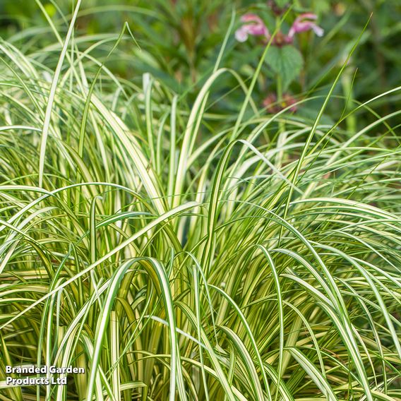 Carex 'Moon Falls'