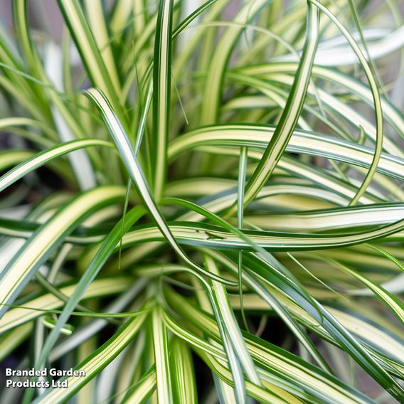 Carex 'Moon Falls'
