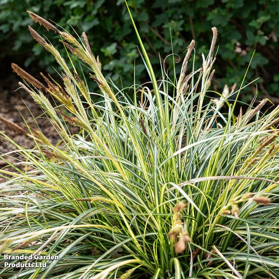 Carex 'Moon Falls'