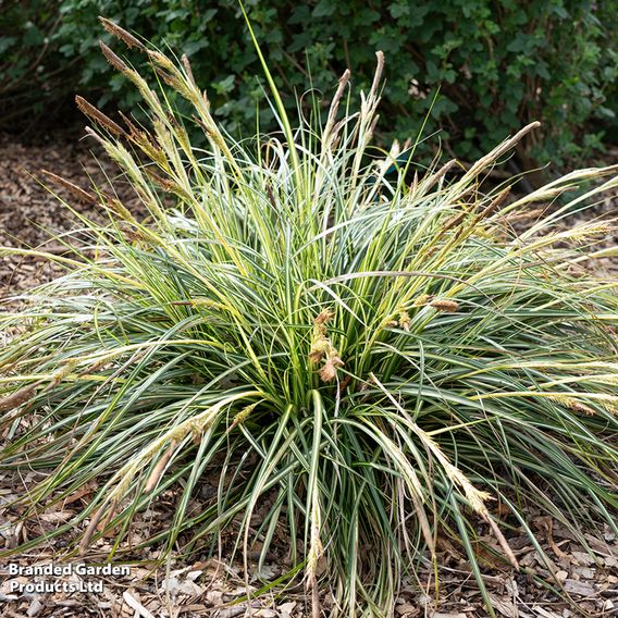 Carex 'Moon Falls'