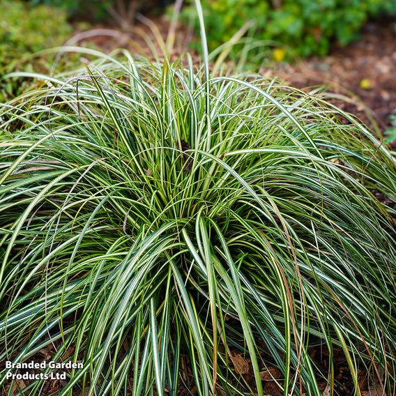 Carex 'Moon Falls'