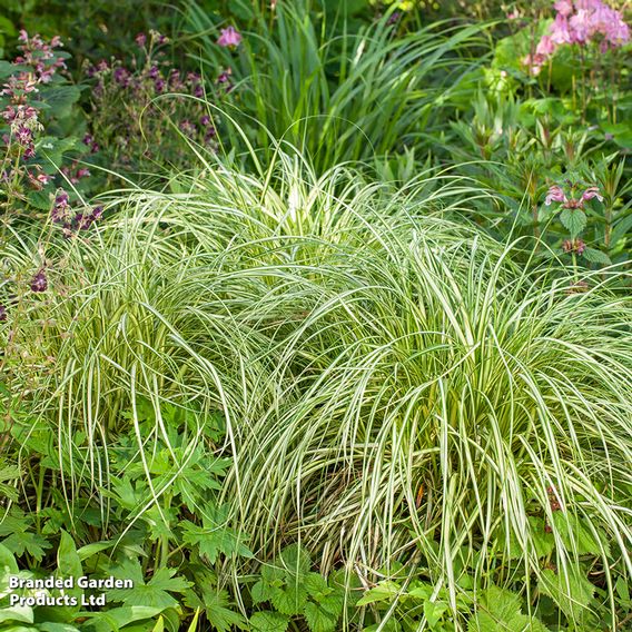 Carex 'Moon Falls'