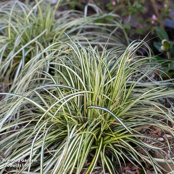 Carex 'Moon Falls'
