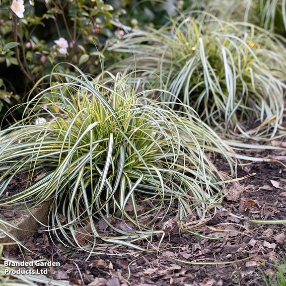 Carex 'Moon Falls'