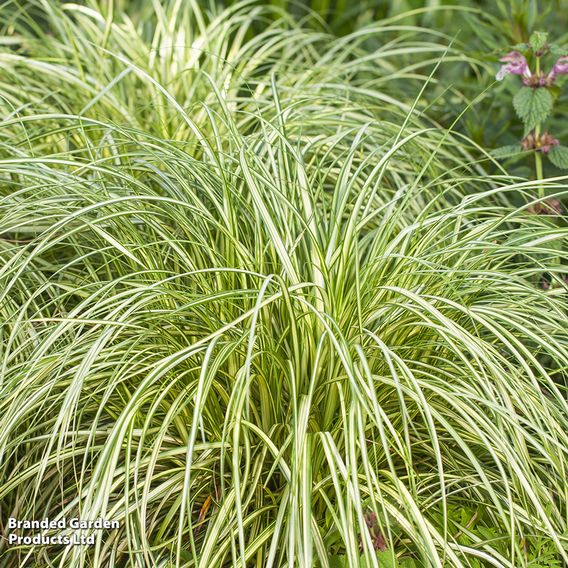 Carex 'Moon Falls'