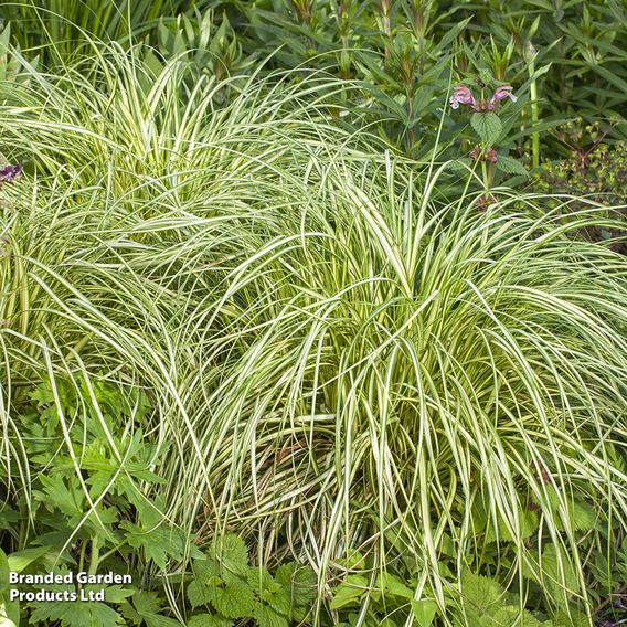 Carex 'Moon Falls'