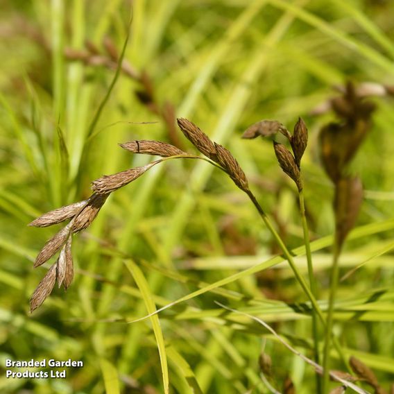 Carex muskingumensis (Marginal Aquatic)