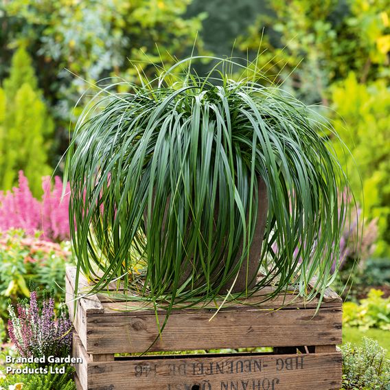 Carex 'Ribbon Falls'