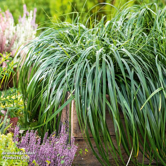 Carex 'Ribbon Falls'