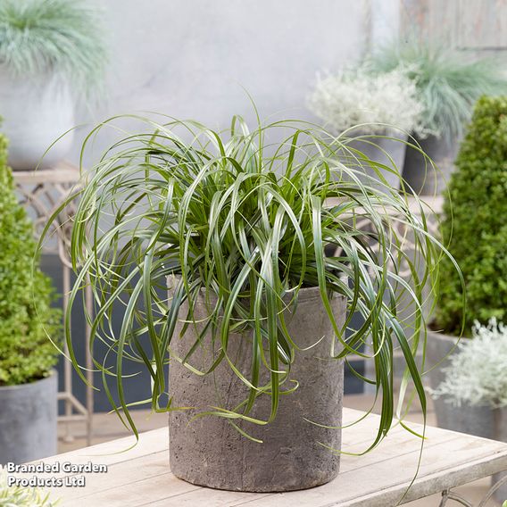 Carex 'Ribbon Falls'