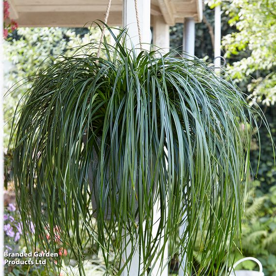 Carex 'Ribbon Falls'