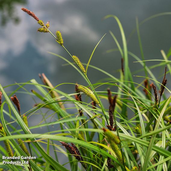 Carex riparia (Marginal Aquatic)