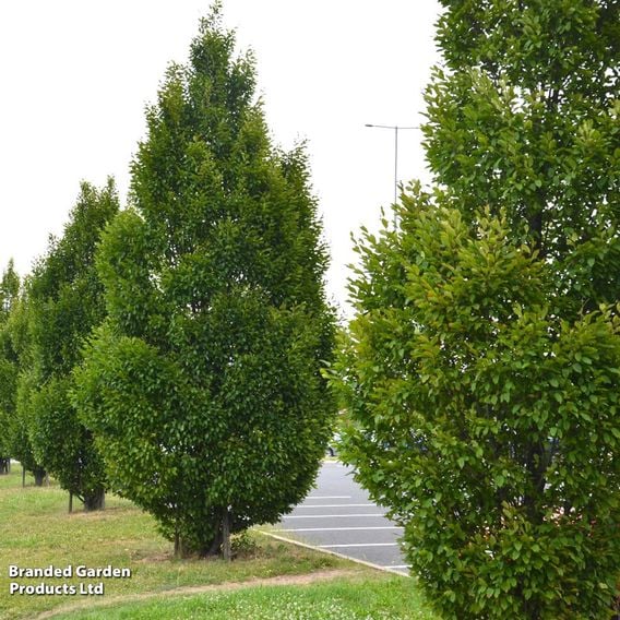 Carpinus betulus 'Fastigiata' (Mature Tree)