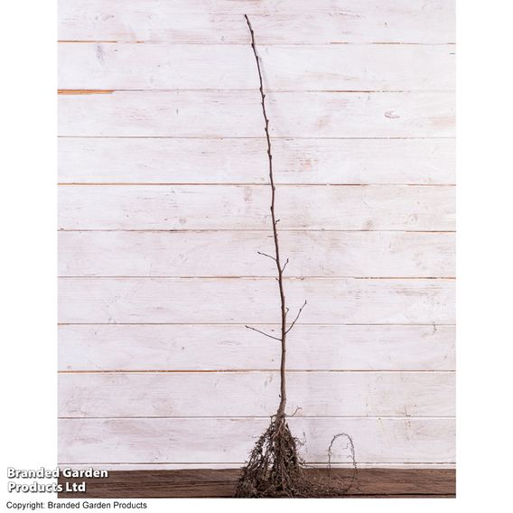Hornbeam (Hedging)