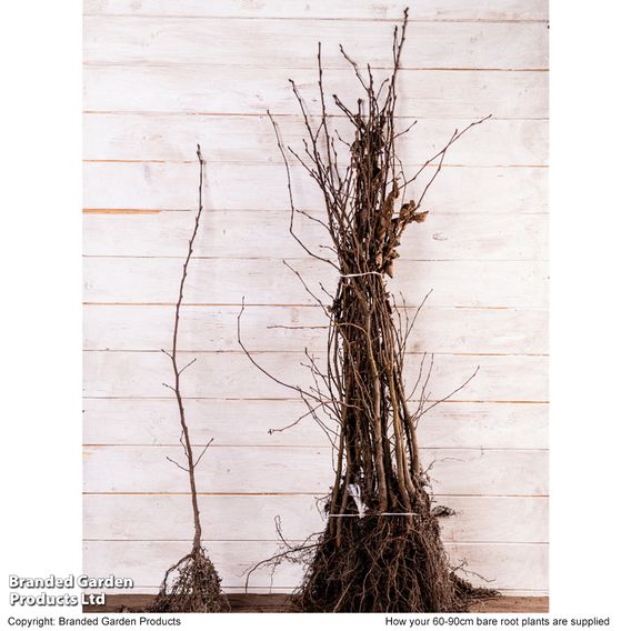 Hornbeam (Hedging)