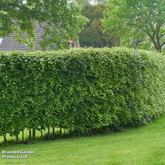 Hornbeam (Hedging)