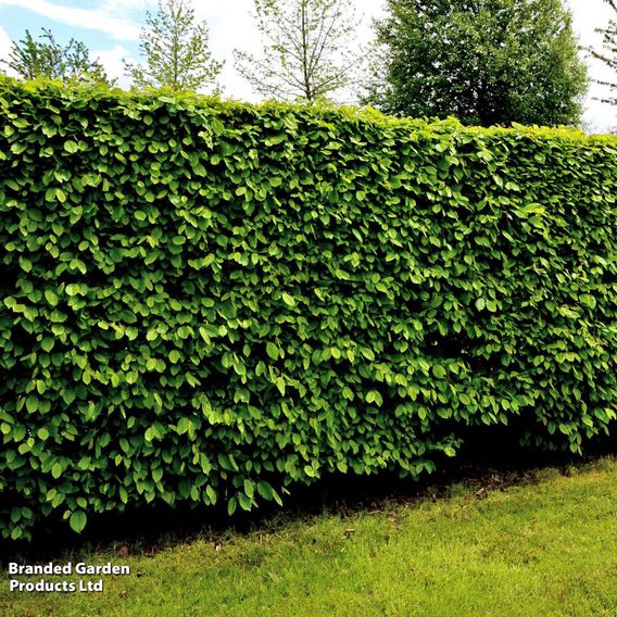 Hornbeam (Hedging)