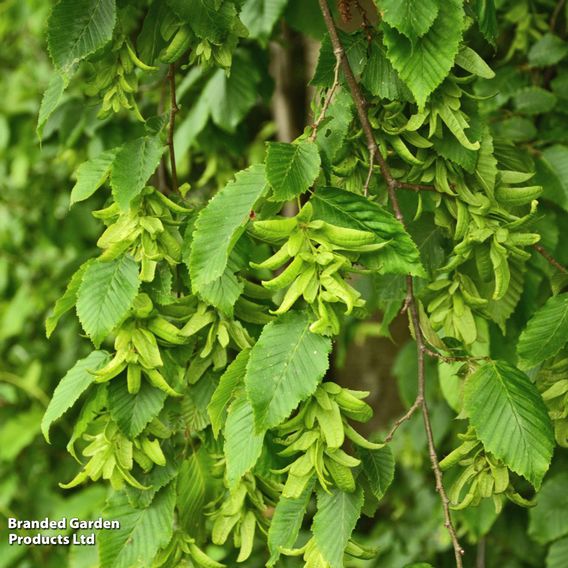 Hornbeam (Hedging)