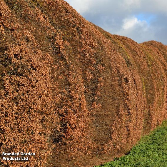 Hornbeam (Hedging)