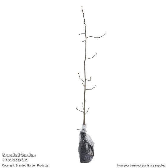 Hornbeam (Hedging)