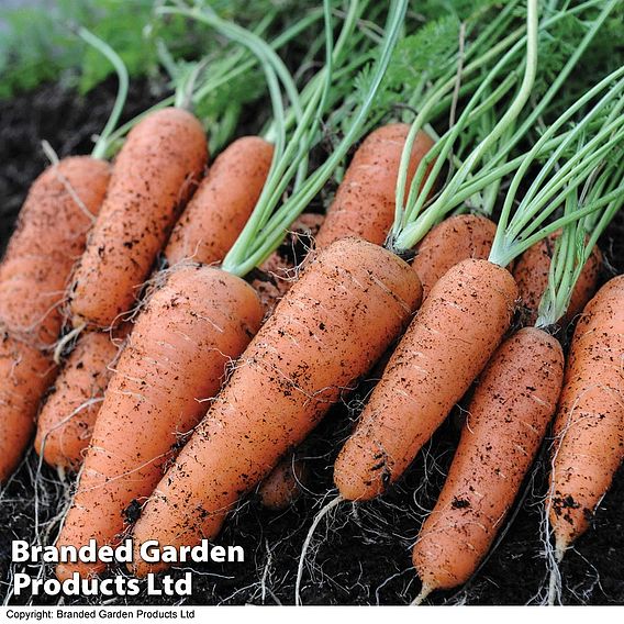 Carrot 'Flyaway' F1 - Seeds