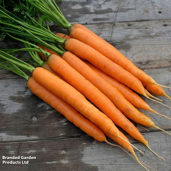 Carrot 'Amsterdam Forcing' - Organic Seeds