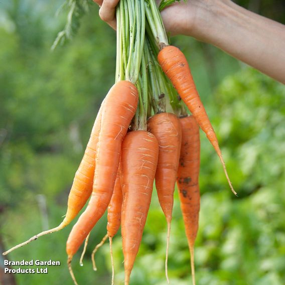 Carrot 'Autumn King 2' - Organic Seeds