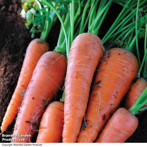Carrot 'Autumn King 2' - Seeds