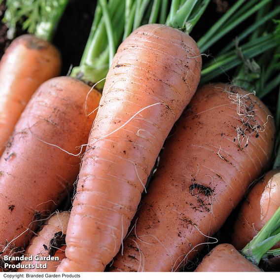 Carrot 'Autumn King 2' - Organic Seeds