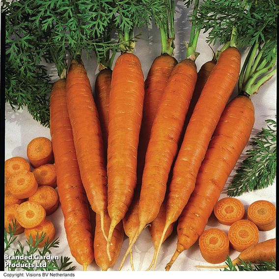 Carrot 'Autumn King 2' - Organic Seeds