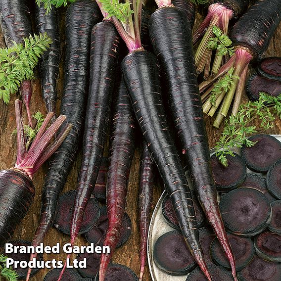 Carrot 'Black Nebula' - Seeds