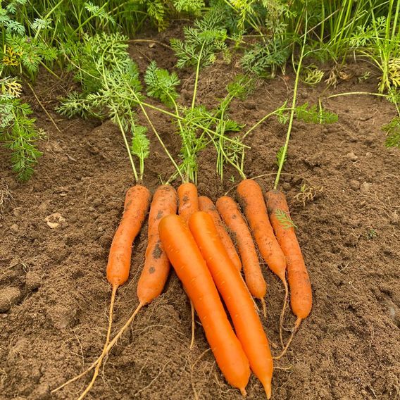 Carrot 'Coreo' F1 - Seeds