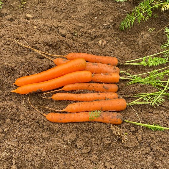Carrot 'Coreo' F1 - Seeds