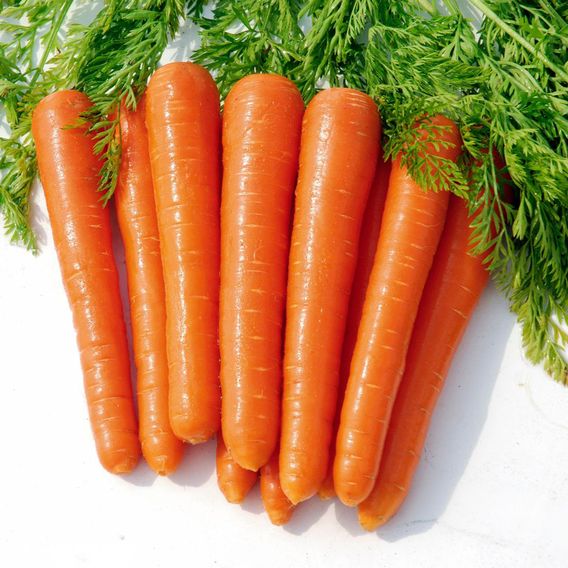 Carrot 'Coreo' F1 - Seeds