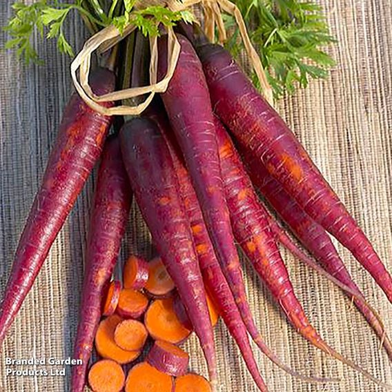 Carrot 'Cosmic Purple' - Organic Seeds