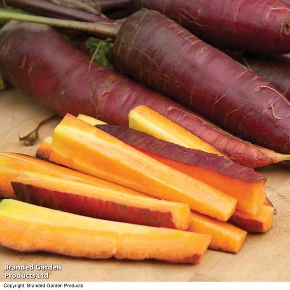 Carrot 'Cosmic Purple' - Organic Seeds