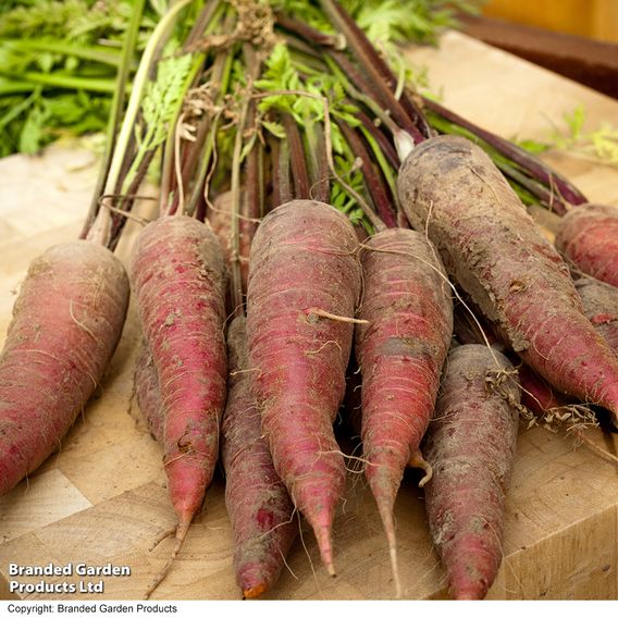 Carrot 'Cosmic Purple' - Organic Seeds