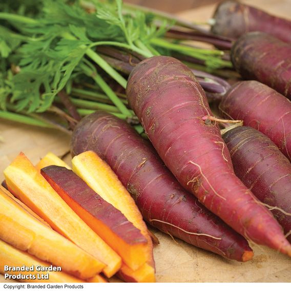 Carrot 'Cosmic Purple' - Organic Seeds