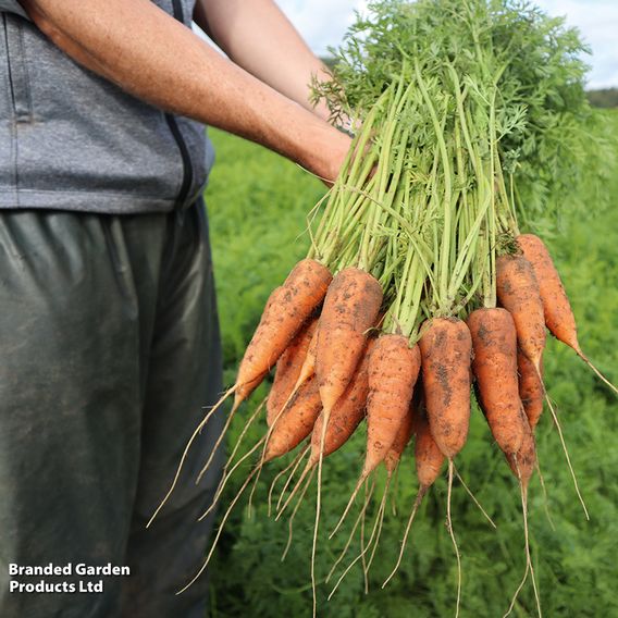 Carrot 'Coventry' F1 - Seeds