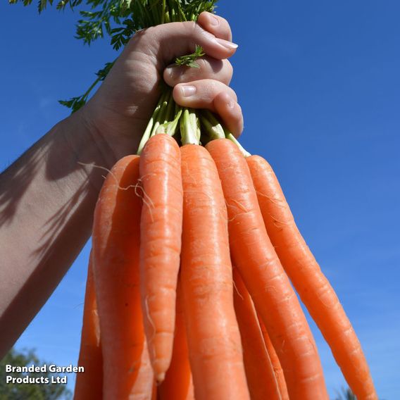 Carrot 'Eskimo' F1 - Seeds