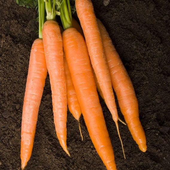 Carrot 'Excalibur' F1 - Seeds