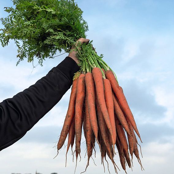Carrot 'Ibiza' F1 - Seeds