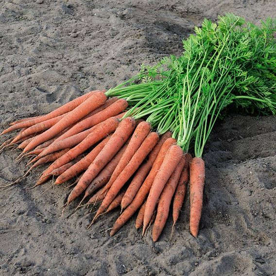 Carrot 'Ibiza' F1 - Seeds