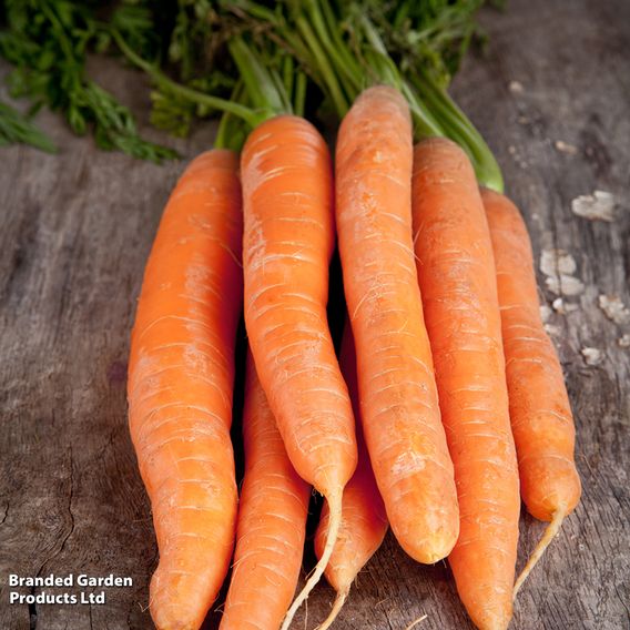 Carrot 'Maestro' F1 - Seeds