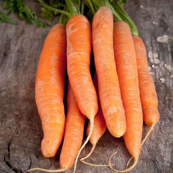 Carrot 'Maestro' F1 - Seeds