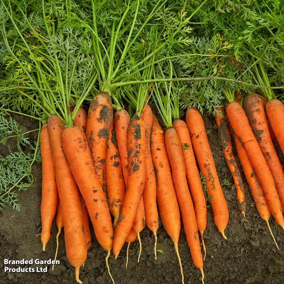 Carrot 'Maestro' F1 - Seeds