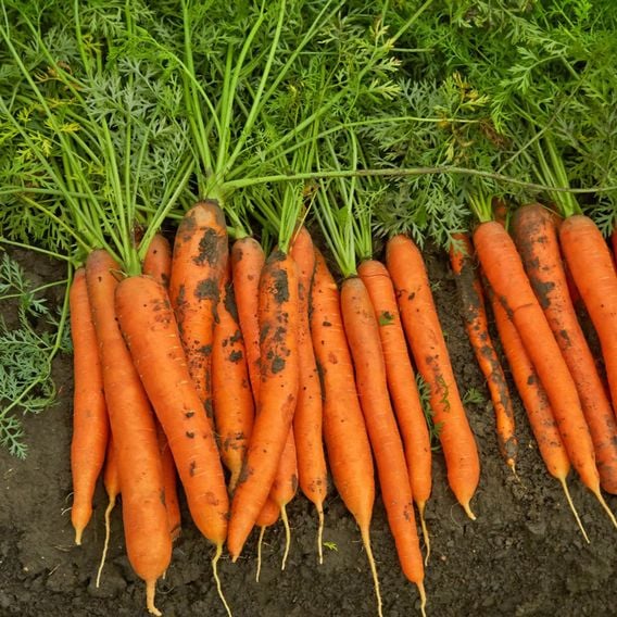 Carrot 'Maestro' F1 - Seeds