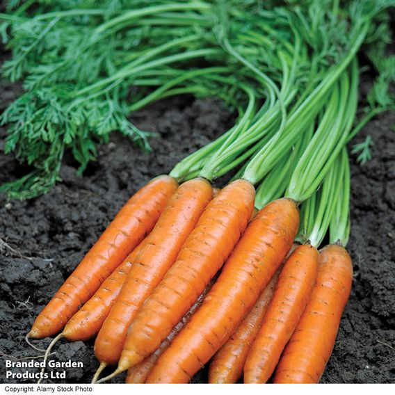 Carrot 'Maestro' F1 - Seeds