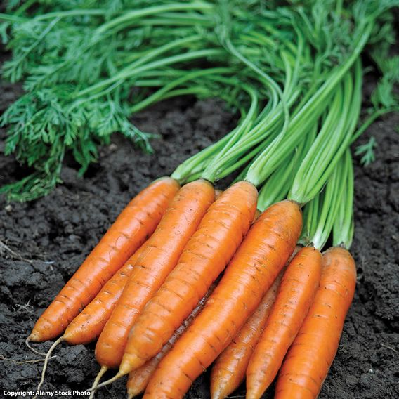 Carrot 'Maestro' F1 - Seeds