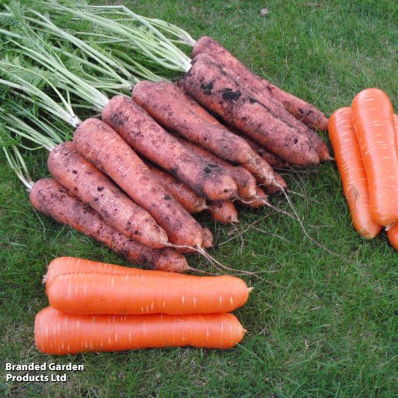 Carrot 'Maestro' F1 - Seeds